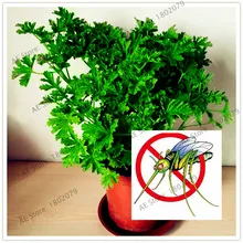 100 шт./пакет отпугивания комаров трава flores, экзотических растений в помещении горшок бонсай травы растения для дома и сада