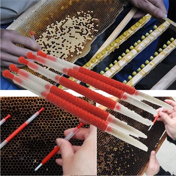 

5 pcs Beekeeping Queen Bee Moving Insect Needles Worm Needle Move Bee Larvae Needle Material Pure Handmade Insect Stick bee tool