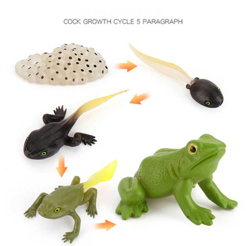 

Simulation Animals Growth Cycle Life Cycle Model Set Frog Ant Mosquito Sea Turtle Chicken simulation Model Toy For Kids Gift