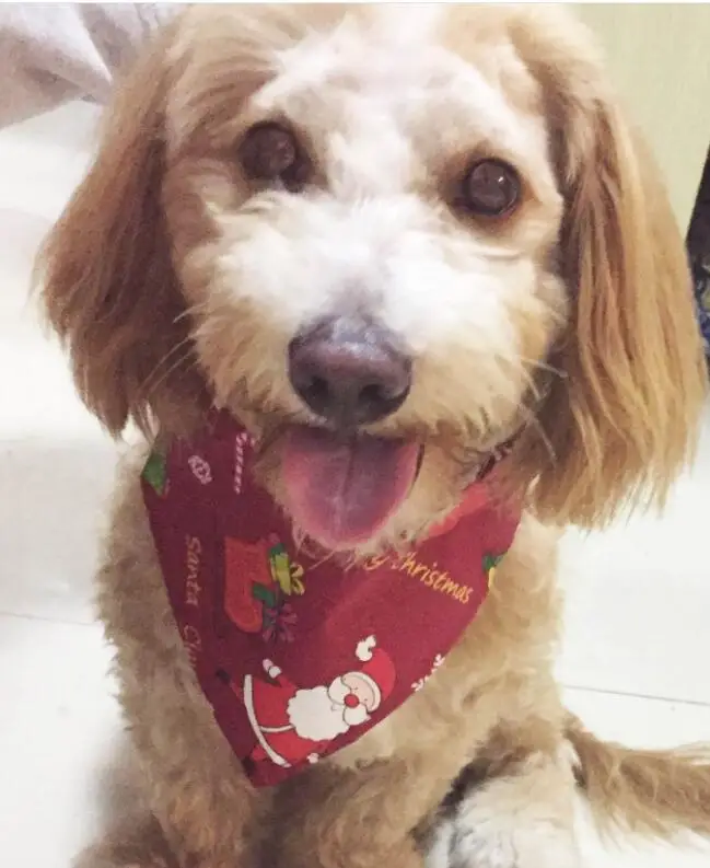 500 шт/партия Рождественская домашняя собака щенок кошка хлопок банданы воротник шарф галстук для животных Y1921 смешанный 2 цвета - Цвет: red