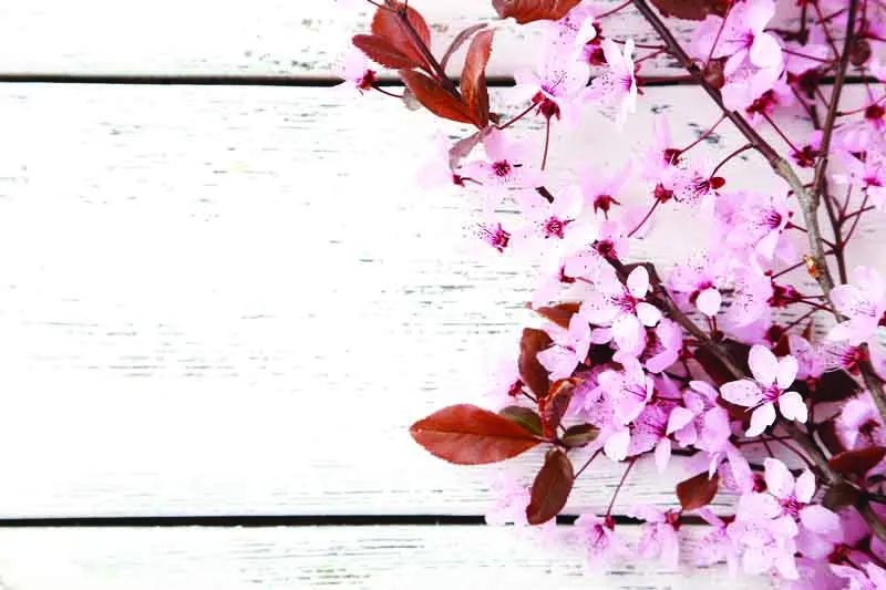 

SHUOZHIKE Art Cloth Custom Photography Backdrops Prop Flower Wood Planks Christmas day Theme Photo Studio Background DRS-1551