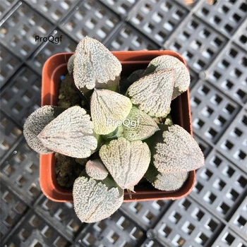 

Ngryise 3Pcs A Set haworthia xuemo