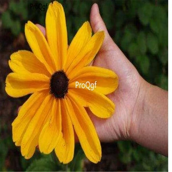 

Ngryise 6000pcs Rudbeckia laciniata