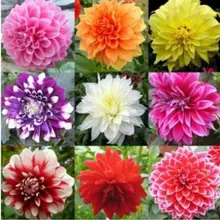Горячая Распродажа 20 шт./пакет разноцветные Георгин карликовые деревья, цветочных растений, «сделай сам» для дома и сада для подарка