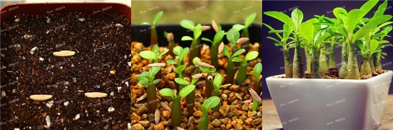 Настоящий Adenium obesum flores, 12 шт., растения в виде Розы в пустыне, 100 видов смешанных бонсай, многолетние растения для дома и сада
