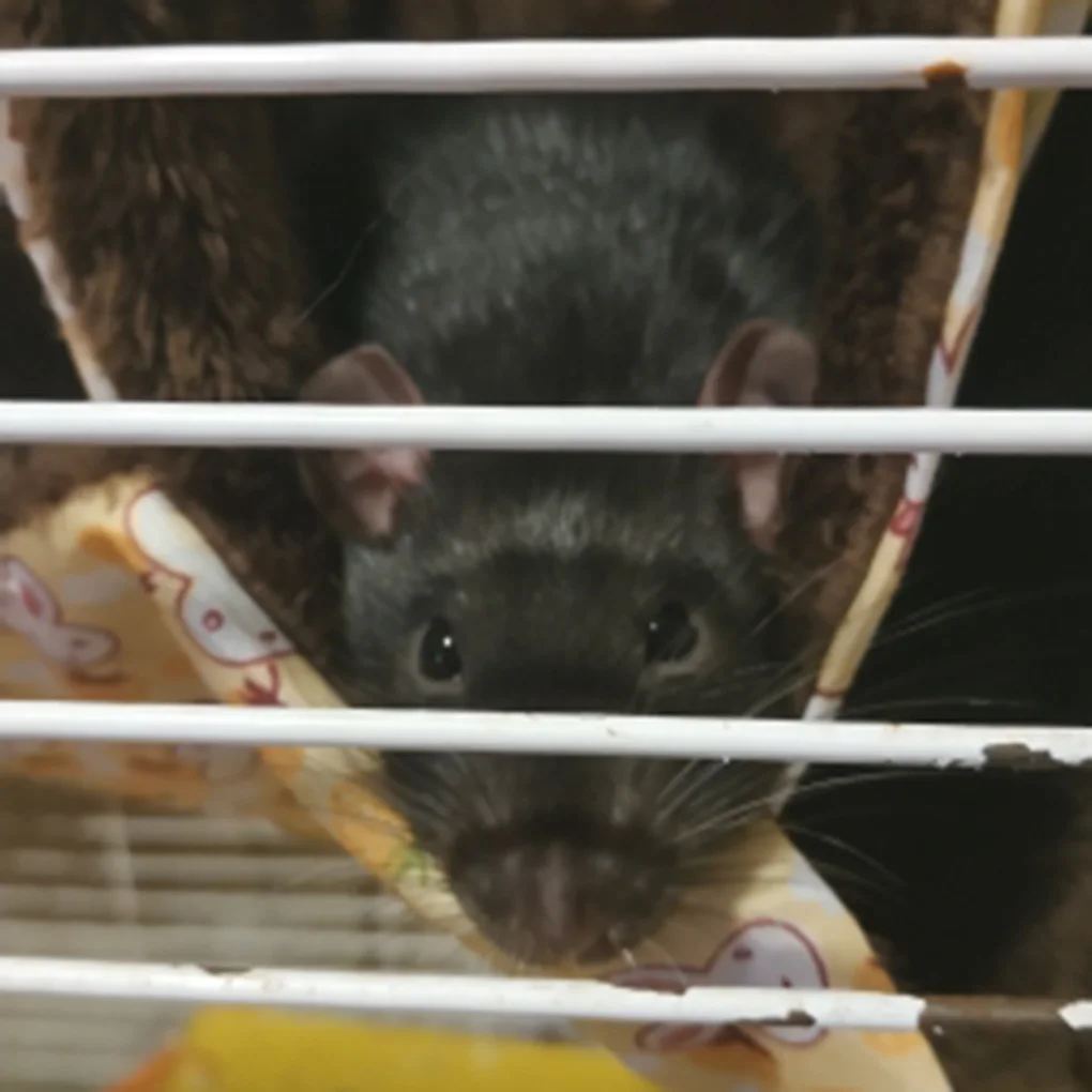 Double Layer Small Animal Hammock Bed Warm Winter Pet Hanging Bunkbed Sleeping Cage Swing Bed