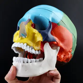 

1:1 Scale Colorful Human Adult Head Model with Brain Stem Anatomy Medical Teaching Tool Supply
