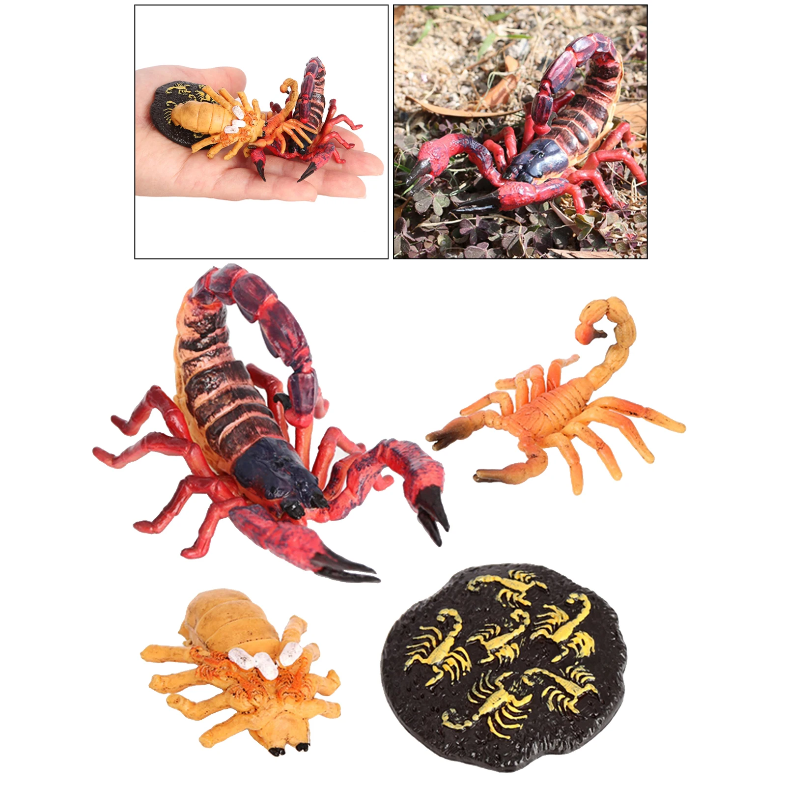 Scorpion Life Cycle-juguete de plástico rojo para niños, Animal en miniatura, modelo de desarrollo