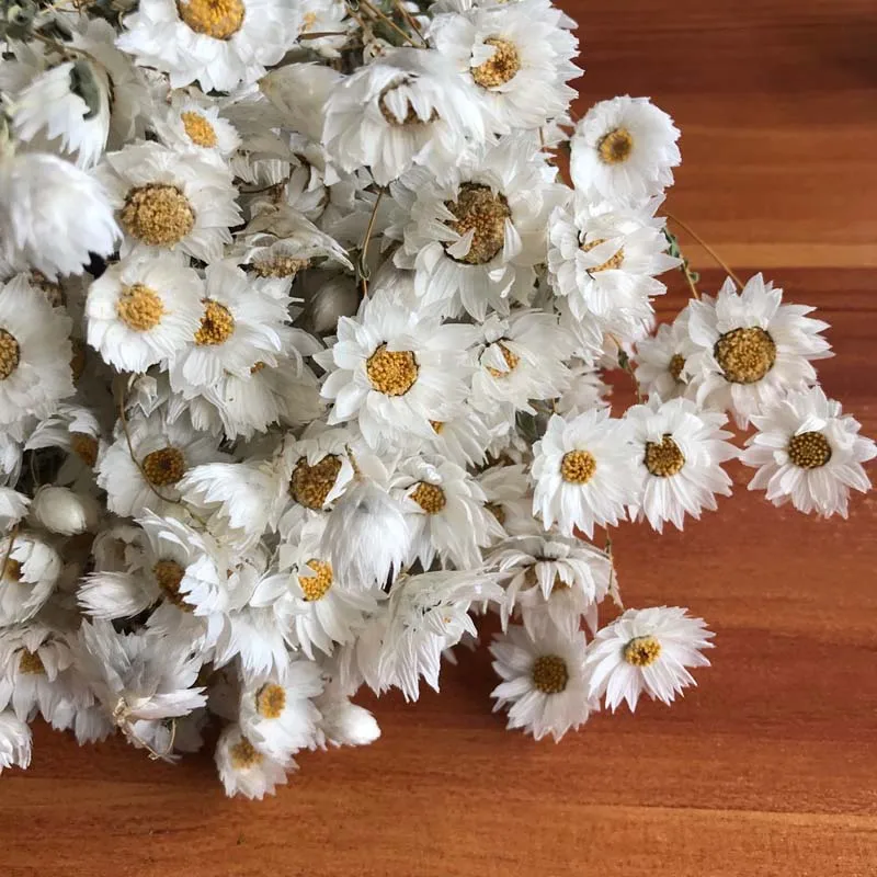 1 2 5センチメートルヘッド 45 50グラムリアルナチュラルドライフラワーrudan鳥 ミニデイジードライrodance 小さなdaisys花家の装飾のための花束 造花 ドライフラワー Aliexpress