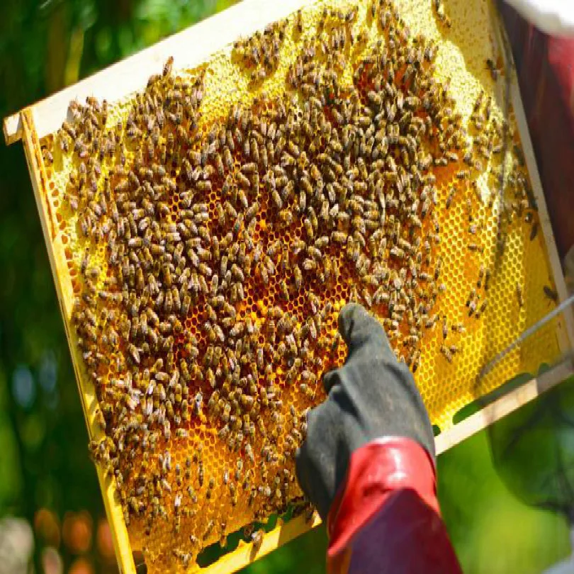 415*195 мм Глубокий Дом Гнездо Пчеловодство пчелиный улей инструмент Пчеловодство гребень основа Пчеловодство инструменты