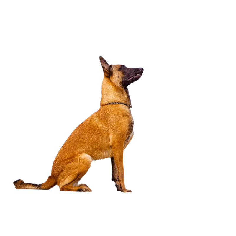 Rulemylife Belgain Malinois Dog Car Stickers Decalcomania Anime Cute Car Accessori Decorazione Pegatinas Para Coche