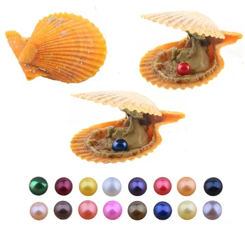 

10 PCS/lot Pearl Shell Freshwater Cultured Love Wish Pearl Oyster with 10 mm Round Pearls Jewelry Gifts For Women (Random Color)