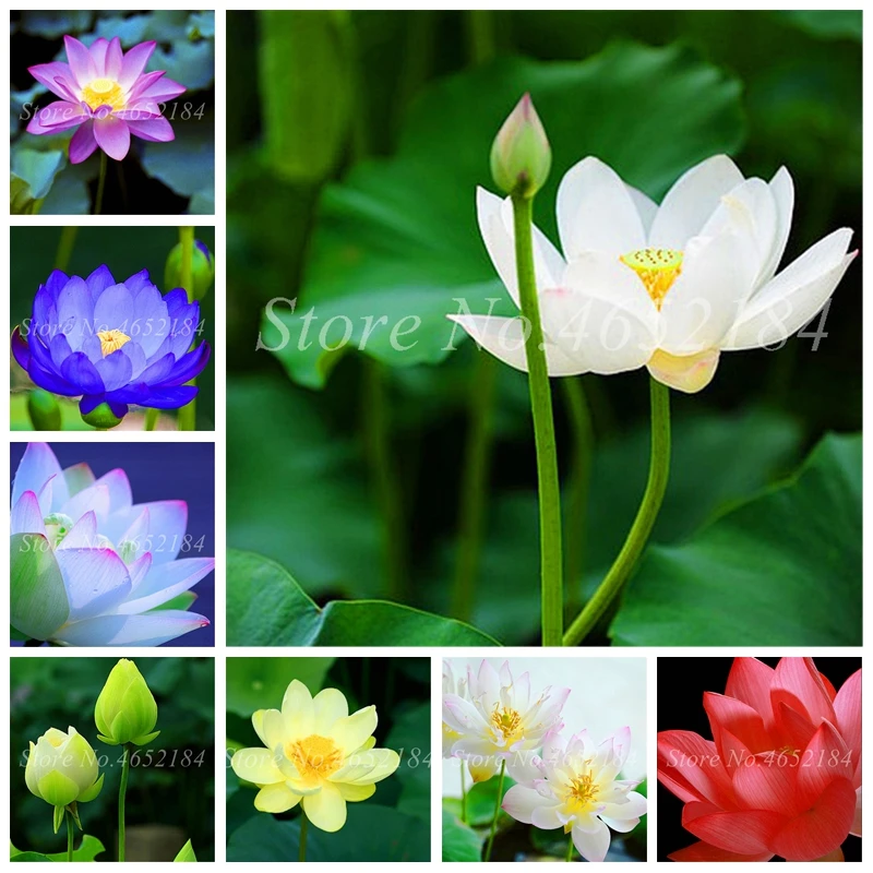 

Aquatic Plants Flower Mini Bowl Lotus Water Lilies Lotus Plant 100% Genuine Rainbow Hydroponic Plants Bonsai Garden Flower 10Pcs