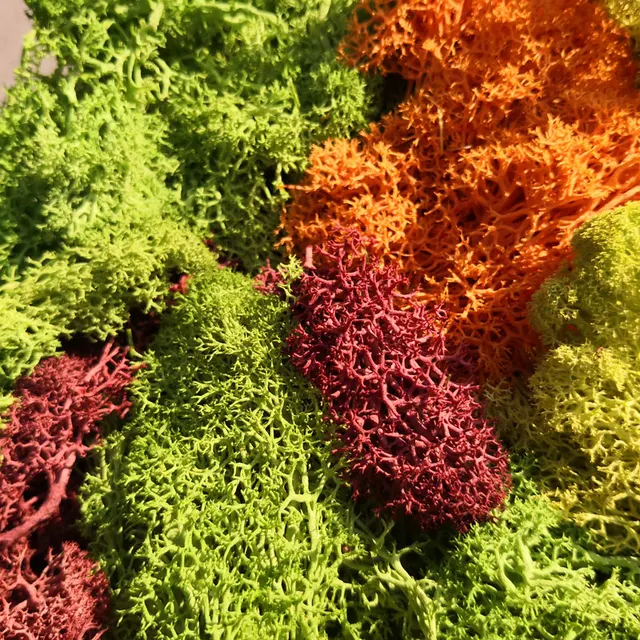 30g Lichen Moss Cluster for Bushes Model Trees Foliage Scale Model Building Material Miniature Tree Model Diy Layout Dioramas 1