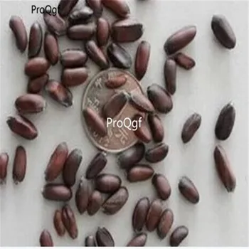 

Ngryise 500Pcs A Set Chimonanthus praecox