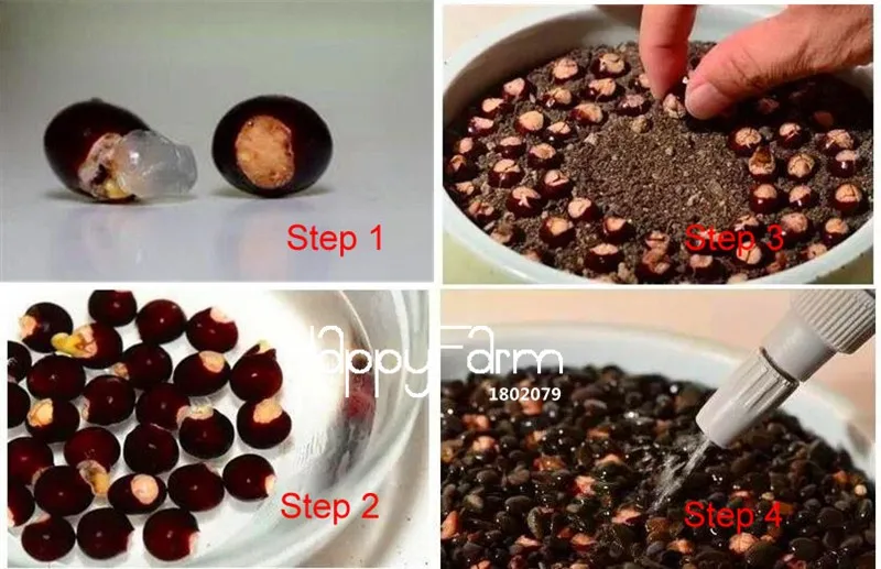 Легкая профессиональная упаковка для выращивания 2 шт тайское Longan растение для дома и сада, экстра-сладкий Экстра-Большой бонсай фруктовый Флорес,# LY001