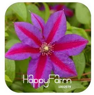 Новое поступление! виноградной лозы Clematis клематис в горшке садовые цветы, Клематисы карликовые деревья, 100 шт./упак.,#88YZFW