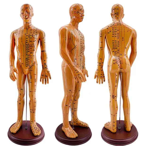 

60CM Male Lettering acupuncture point body mannequin of acupuncture, Medical Research massage reflex zone teaching model C518