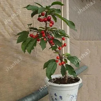 

Delicious and Sweet, cheery bonsai Dwarf Cherry tree gaint Asilola Cherry fruit potted plants perennial Cerasus pseudo cerasus