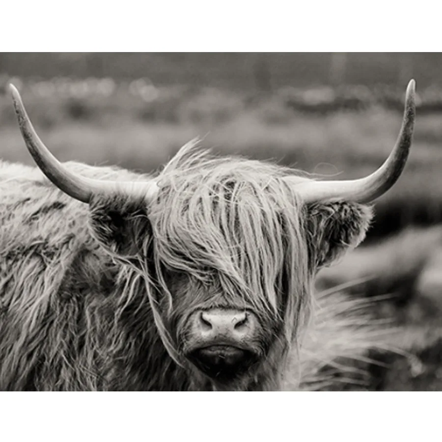 DIY full square round Diamond 5D Diamond painting Scottish highland cattle animal Embroidery Cross Stitch Rhinestone mosaic gift