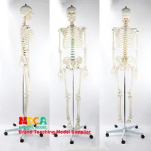 170 см модель скелета человека спинного нерва белый гибкий Скелет Йога медицина обучение Mgg305
