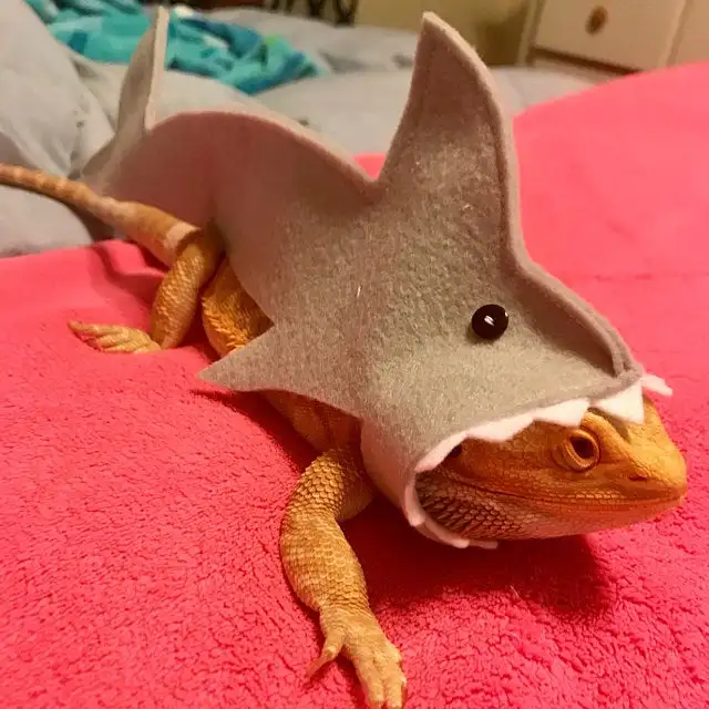 Shark Outfit for Bearded Dragon and Small Reptiles - Lizard, Gecko, and More image 2