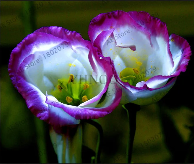 Новинка! 200 шт Многоцветный Эустома сад, Lisianthus плантации, легко растение многолетний цветение растения прекрасный Бонсай завод