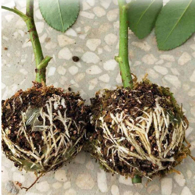 Plant Rooting Device High Pressure Propagation Ball High Pressure Box Grafting Breed PGarden lant Root Growing