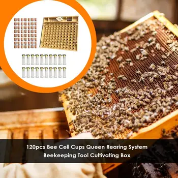 

Beekeeping Tool 120pcs Plastic Cell Bee Cup Wide Coverage and Rich Color Light Weight Non-drug Queen Rearing Kit Cultivating Box