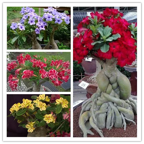 

100% True Adenium Obesum Bonsai Exotic Desert Rose Flowers Balcony Desert-Rose Bonsai MultiColor Petals Succulents Tree 10 Pcs