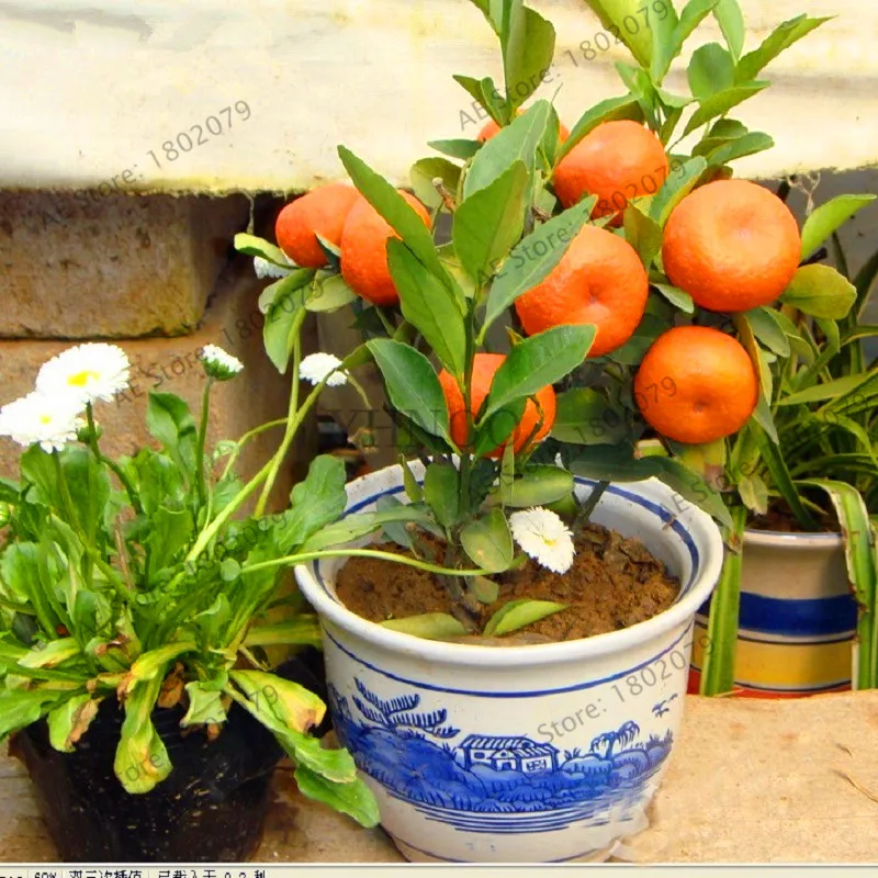 Time-Limit!10pcs/bag Balcony Patio Potted Fruit Trees Planted bonsai Kumquat garden Orange flores Tangerine Citrus,#U9TUMQ