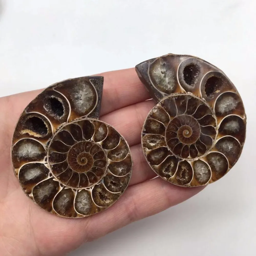 Ammonite Sea Snail fossils (1)