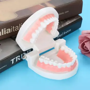 

Dental Lab Dental Denture Model 28Pcs Standard Adult Teeth Model Medical Teaching Tool Teeth Whitening for Dentist