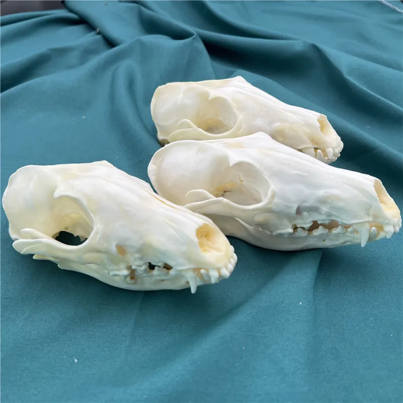 NEW 2 pcs Real Fox Skull taxidermy real bone skeleton Halloween decoration gift 