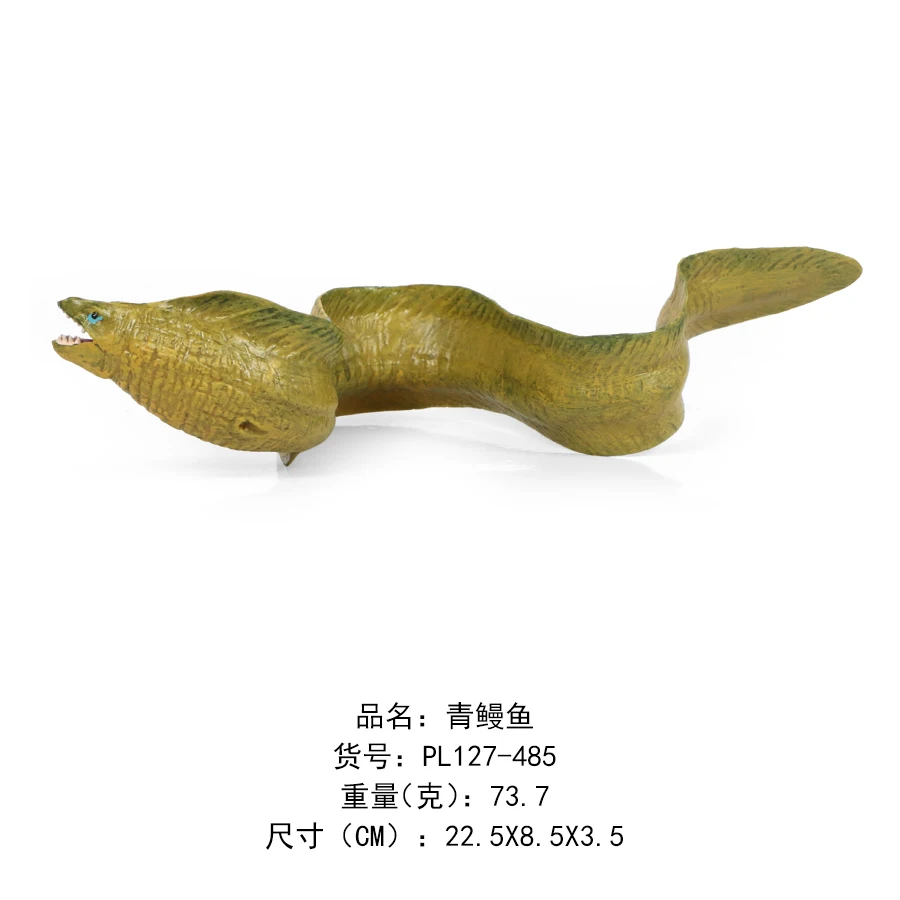 青鳗鱼-485