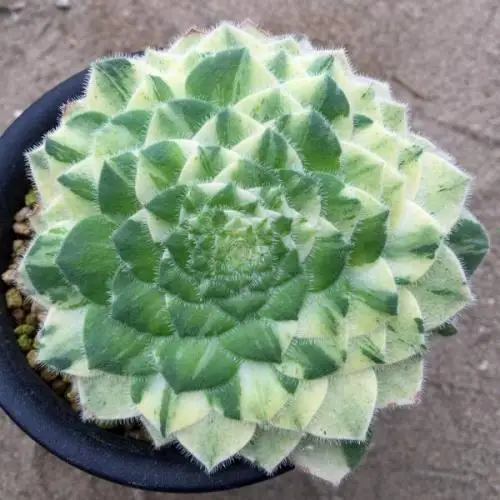 100 шт свежий настоящий Aeonium tabuliforme Oo-Mingjing-Succulent F