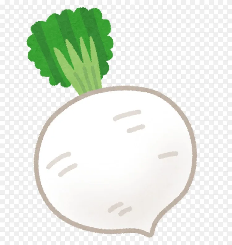 ガーデンマルシェいらすとや聖護院大根kyoyasai Daikonpng图片素材免费下载 图片编号 Png素材网