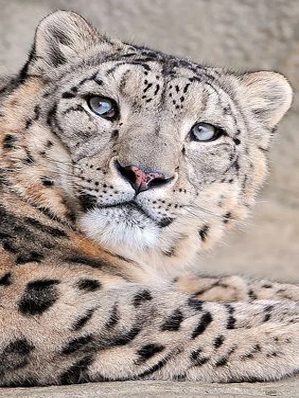 9a91a48caeb0e7af3f4b275d3209cdcb--snow-leopard-kind