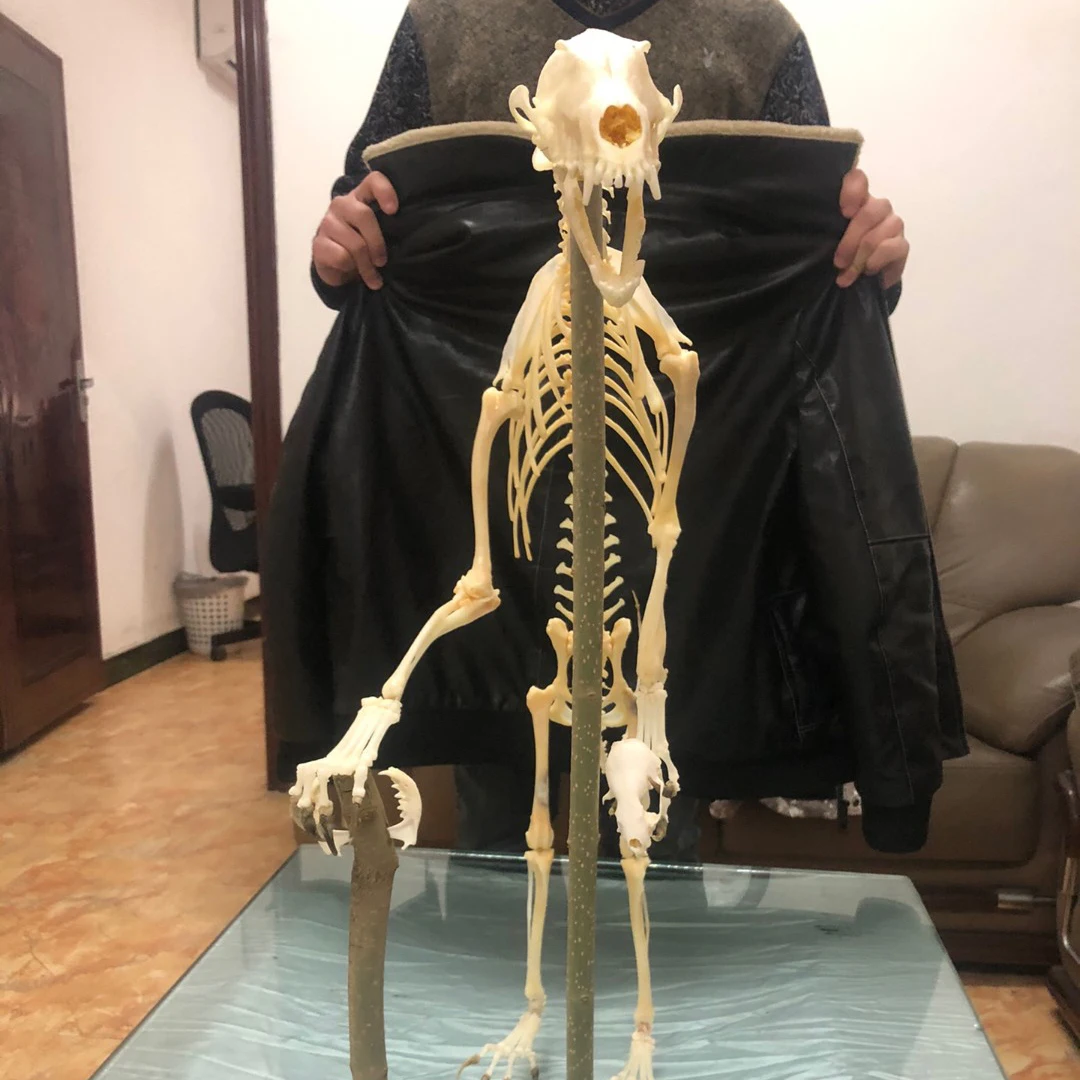 1 Pcs Real Complete Fox/Mink skeleton specimen. Real animal bone. Not Installed.DIY 3