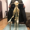 1 Pcs Real Complete Fox/Mink skeleton specimen. Real animal bone. Not Installed.DIY 3