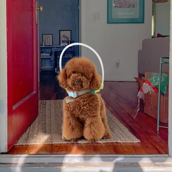 

Pet Safe Ring Harness for Blind Dogs Cataract Animal Protection Circle Anti-collision Guide Dog Harness Multi -size Chest Strap