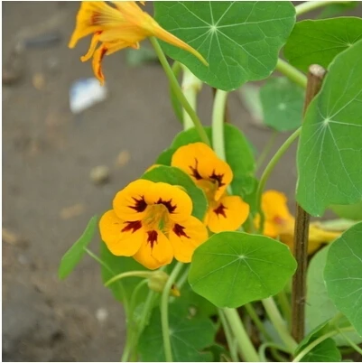 Натуральная! 10 шт свежий красочный тропеол majus Nasturtium OoEasy PSe-edsing flower Oo(15-F0021 - Цвет: Красный