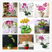 Цветок бонсай, растения орхидеи,-200 шт фаленопсис орхидеи плантации для домашнего сада