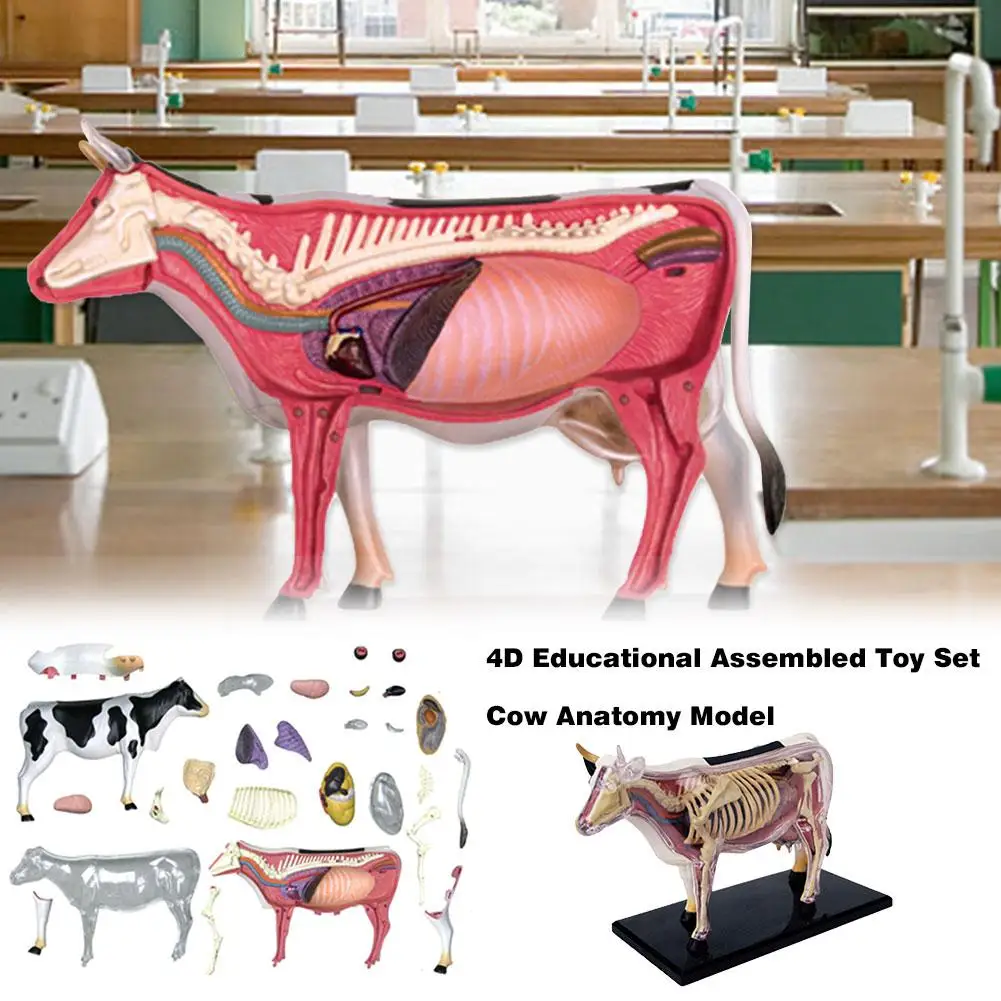 

4D Cow Intelligence Assembling Toy Animal Organ Anatomy Model Medical Teaching DIY Popular Science Appliances