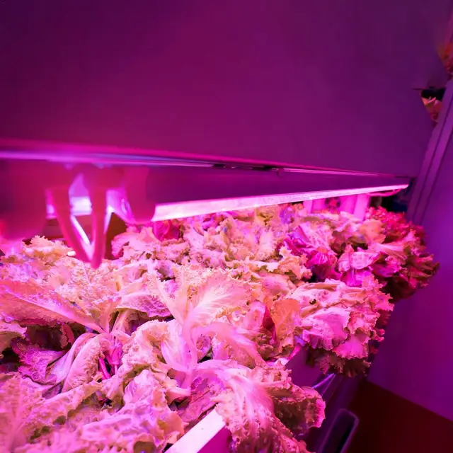 Növényi Lámpák A Beltéri Növekvő Teljes Spektrumcsíkokhoz Led -Növény Termesztése Lámpás Pozsgás Növények Számára Üvegházhatású Gomba Kertész Növény Glo - Image 3