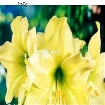 

Ngryise 20Pcs A Set Amaryllis Bulbs True Hippeastrum Bulbs