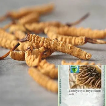 

1bottle/2bottles-Cordyceps Mycelium Anti-fatigue,improve human immunity,restore physical fitness,and delay aging 100pcs/bottle.