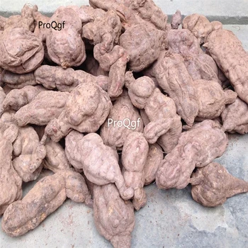 

Ngryise 1Pcs A Set Fallopia multiflora