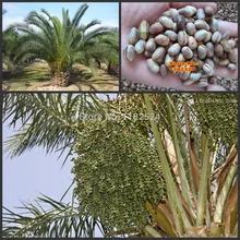 20 шт подлинный свежий Феникс canariensis S Цветочное дерево S