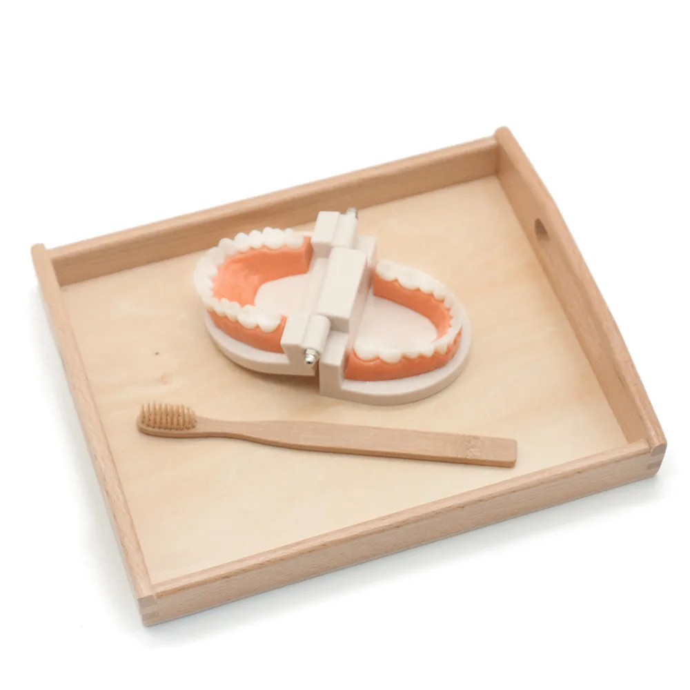  Dental Teaching Study Brushing Toddler Montessori Toys Practical Life Material Tooth Toy Brushing T - 4000589920975